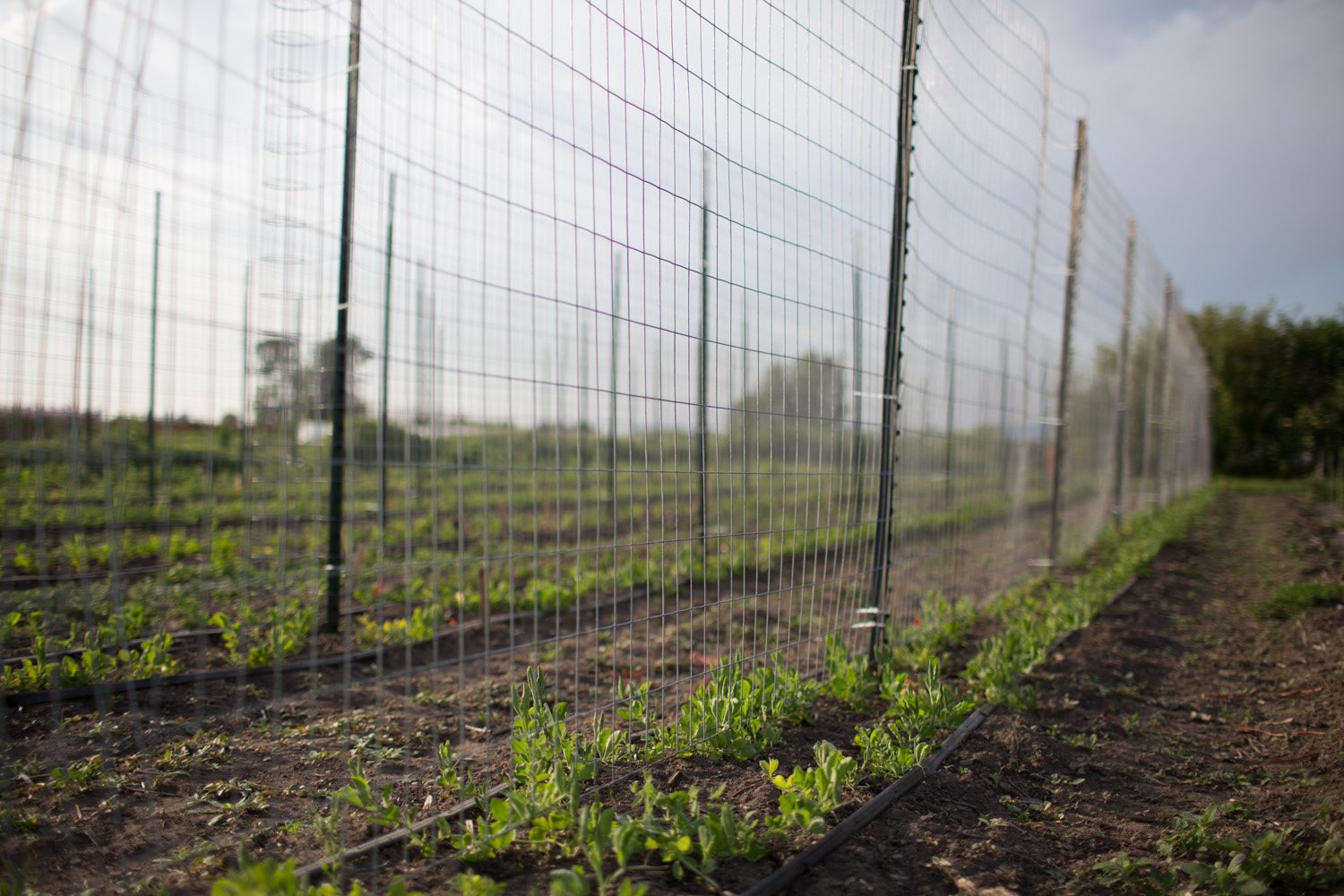 Sweet pea field