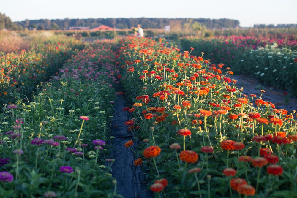 Rows of zinnias growing in a field