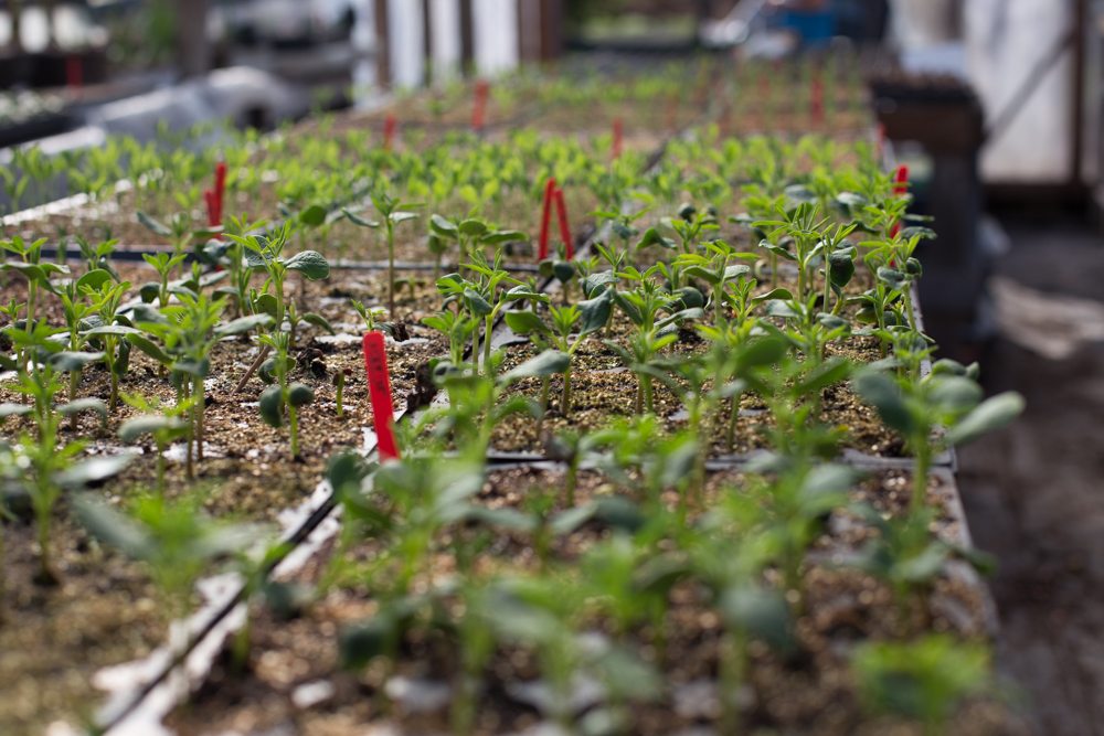 flower seedlings growing in greenhouse