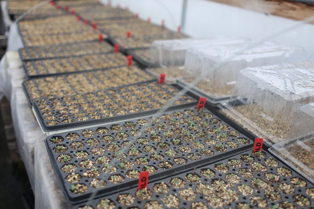 Flower seedlings in greenhouse