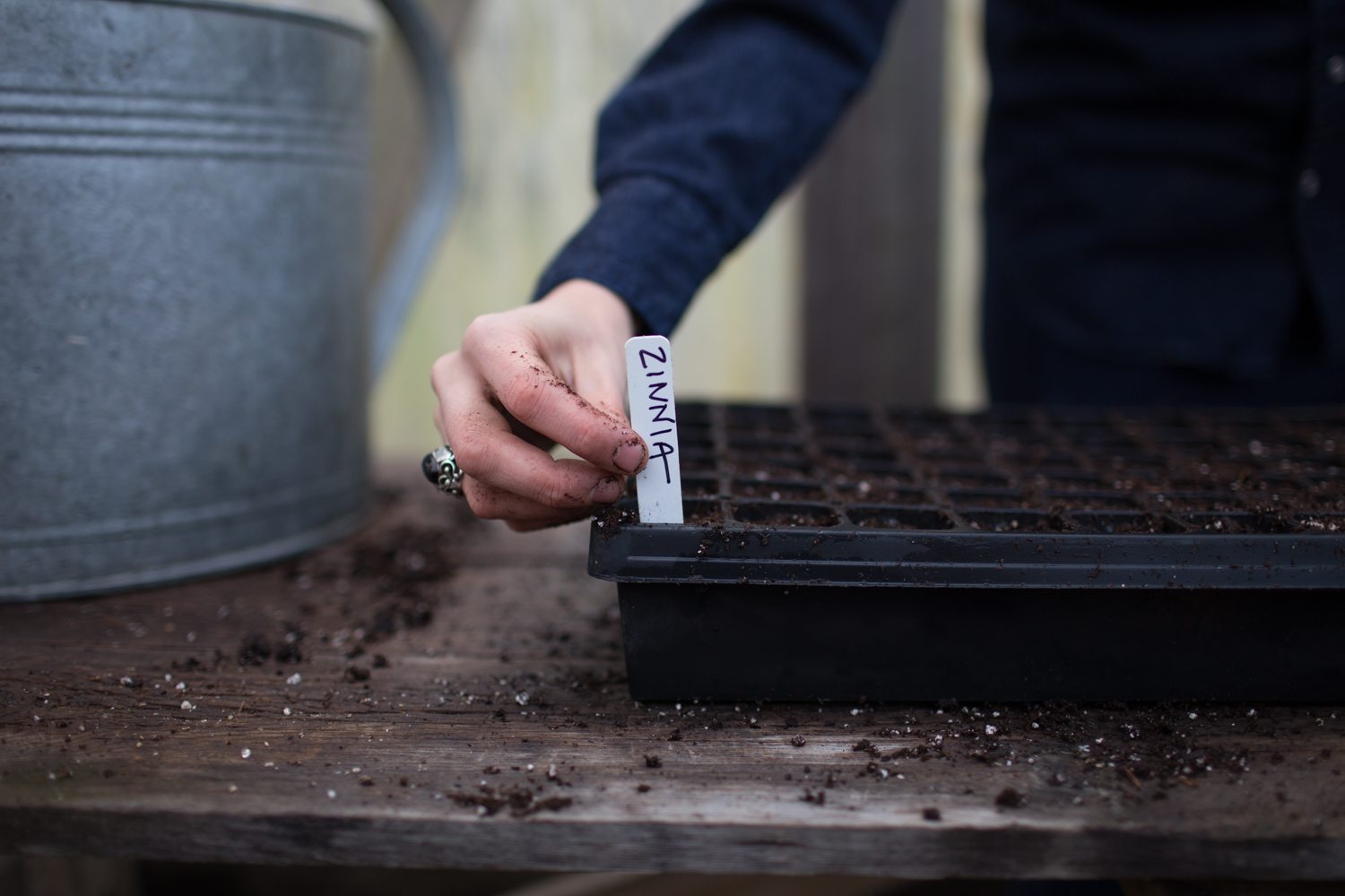 A person placing a tag that reads "zinnia" into a seed tray