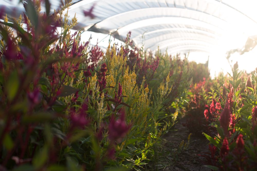 floret celosia growing in hoop house