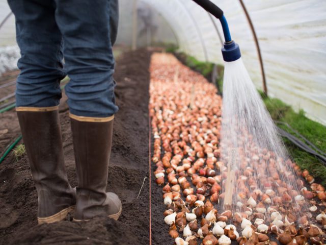 Watering tulip bulbs