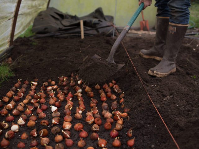 A person burying tulip bulbs