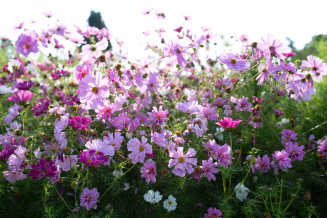 Field of Cosmos