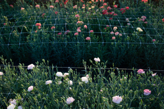 Farm trial of carnations at Floret