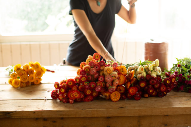 tying up bunches of dried strawflower