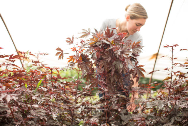 Red Leaf Hibiscus Mahogany Splendor at Floret