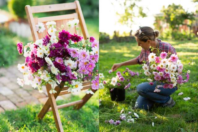  cosmos at Floret Flower Farm