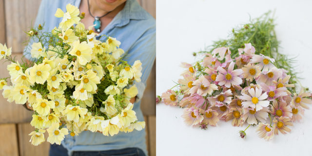 Xanthos and Pink Lemonade Cosmos from Floret