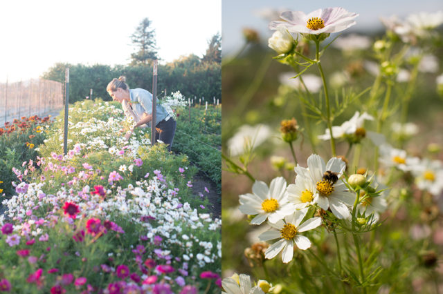 Field of cosmos at Floret Flower Farm