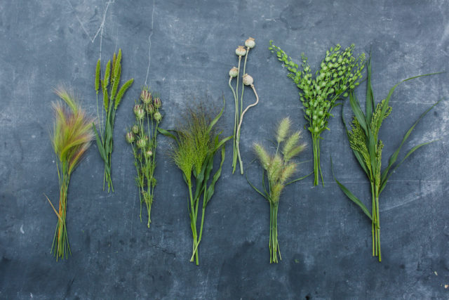 Foliage and pods at Floret Flower Farm 