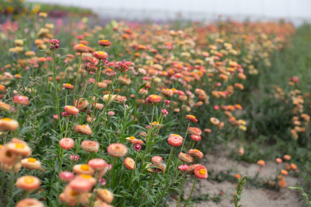 Strawflower Apricot Mix