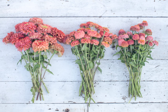 Overhead photo of bunches of salmon-colored zinnias