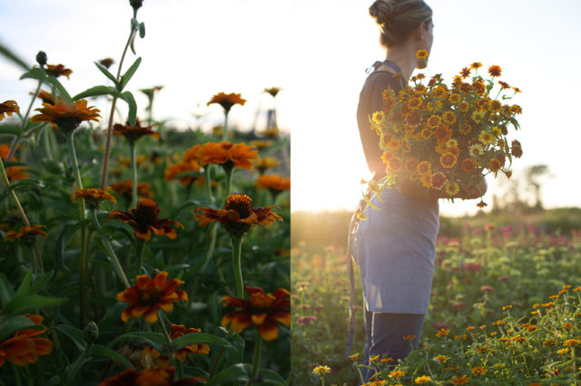 Mexican zinnias