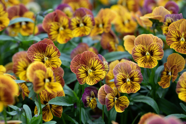 Close up of violas and pansies at Floret