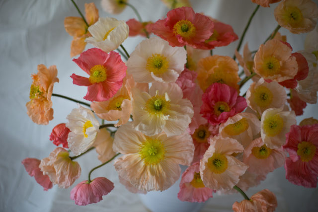 Iceland Poppies at Floret Flower Farm 