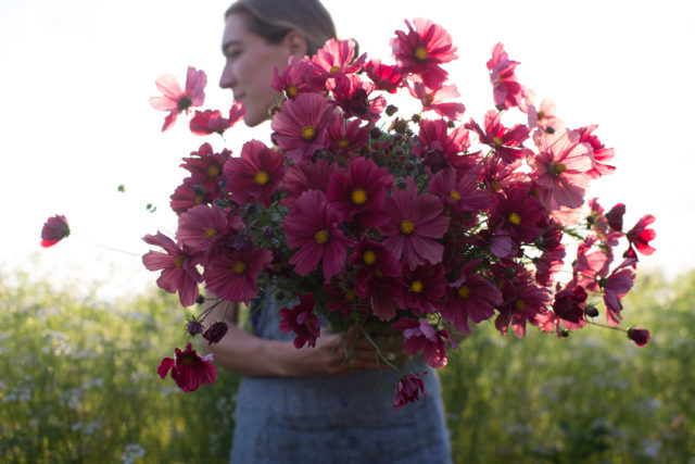 armload of Cosmos