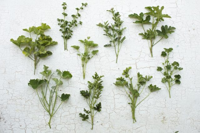 Geranium cuttings