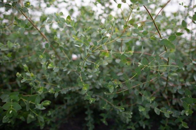 Small-leaved eucalyptus in field