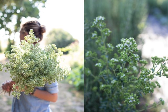 Greek oregano