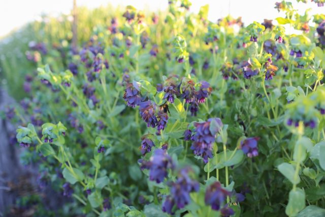 Cerinthe in field