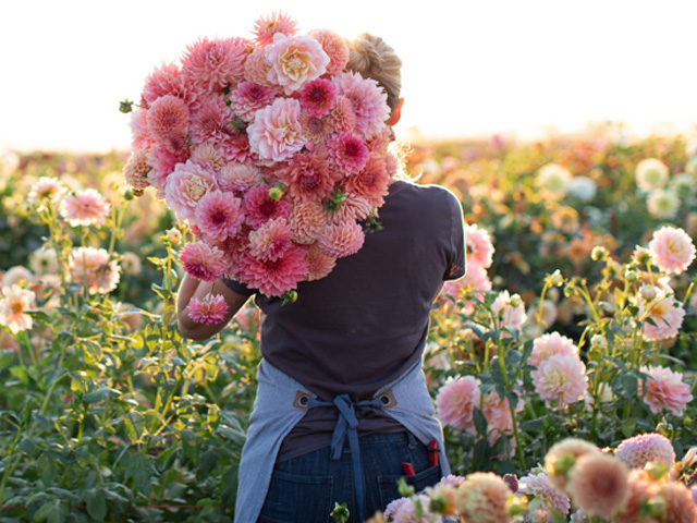 Erin Benzakein with an armload of pink dahlias in the Floret field