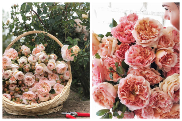 Grace Rose Farm Interview on Floret Blog