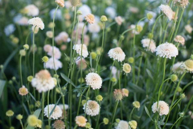 Fata Morgana pincushion flower