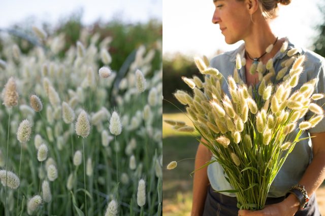 Bunny Tails grass