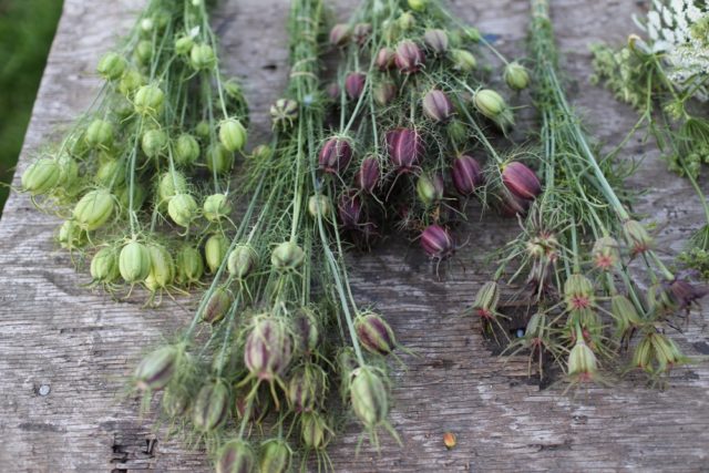 Love in a mist pods