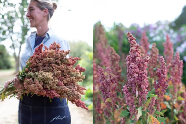 Quinoa redhead