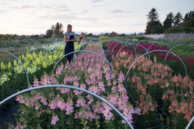 Field photo snapdragons