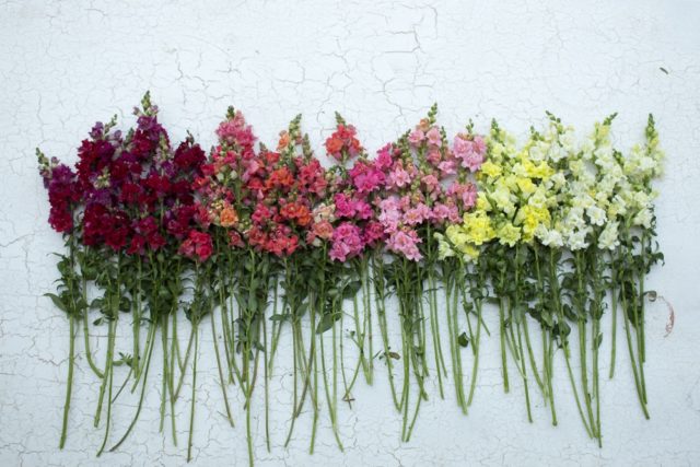 'Madame Butterfly' snapdragons