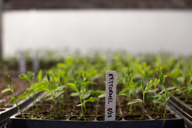 sweet pea seedlings growing in trays