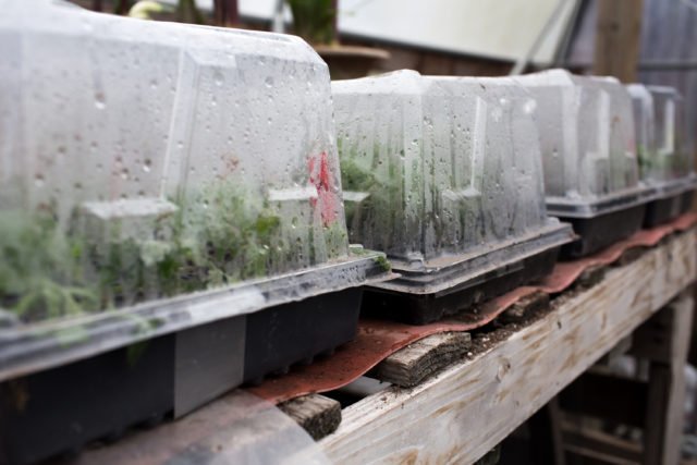 flower cuttings on heat mats with domes