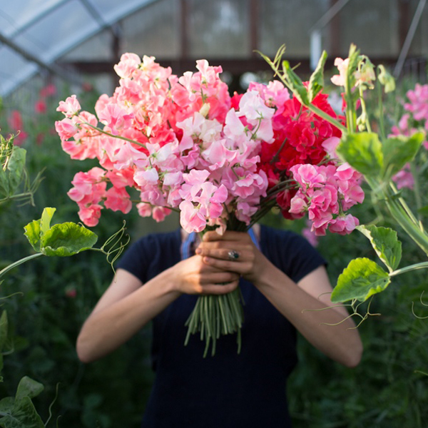 Erin Benzakein holding a handful of sweet peas in the greenhouse