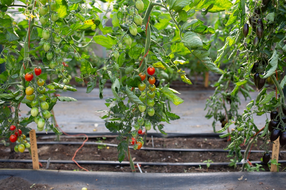 Tomatoes at Floret