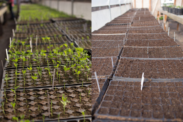 Trays of flower seedlings at Floret