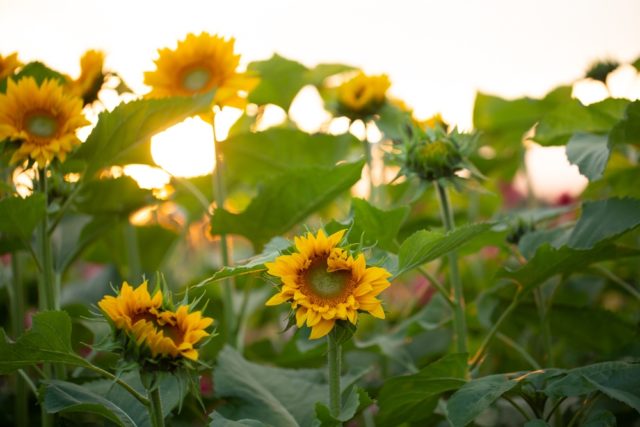 Sunflower opening