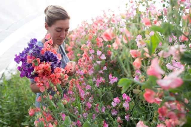 Sweet pea patch