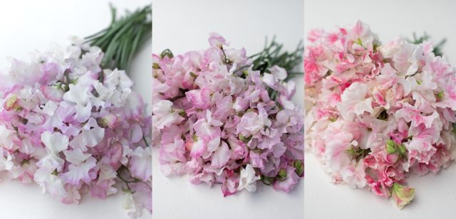 Blush pink sweet peas