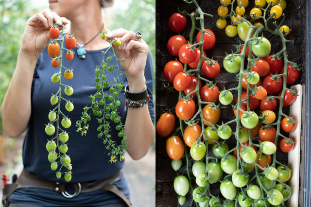 Red currant tomatoes at Floret