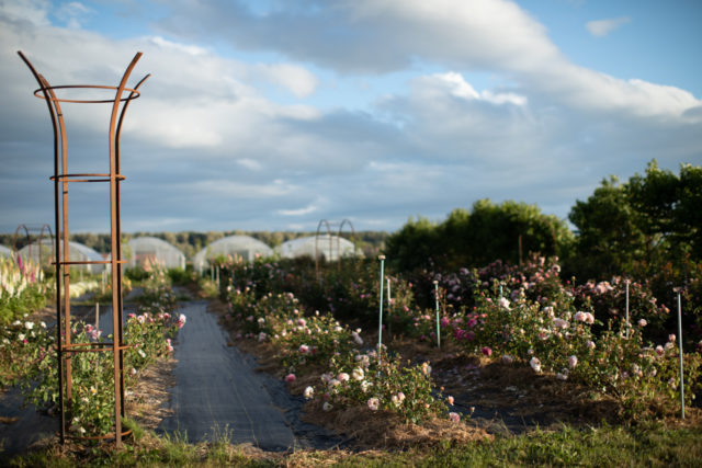 Towers with climbing roses planted at their base which will soon climb up through and spill over the top