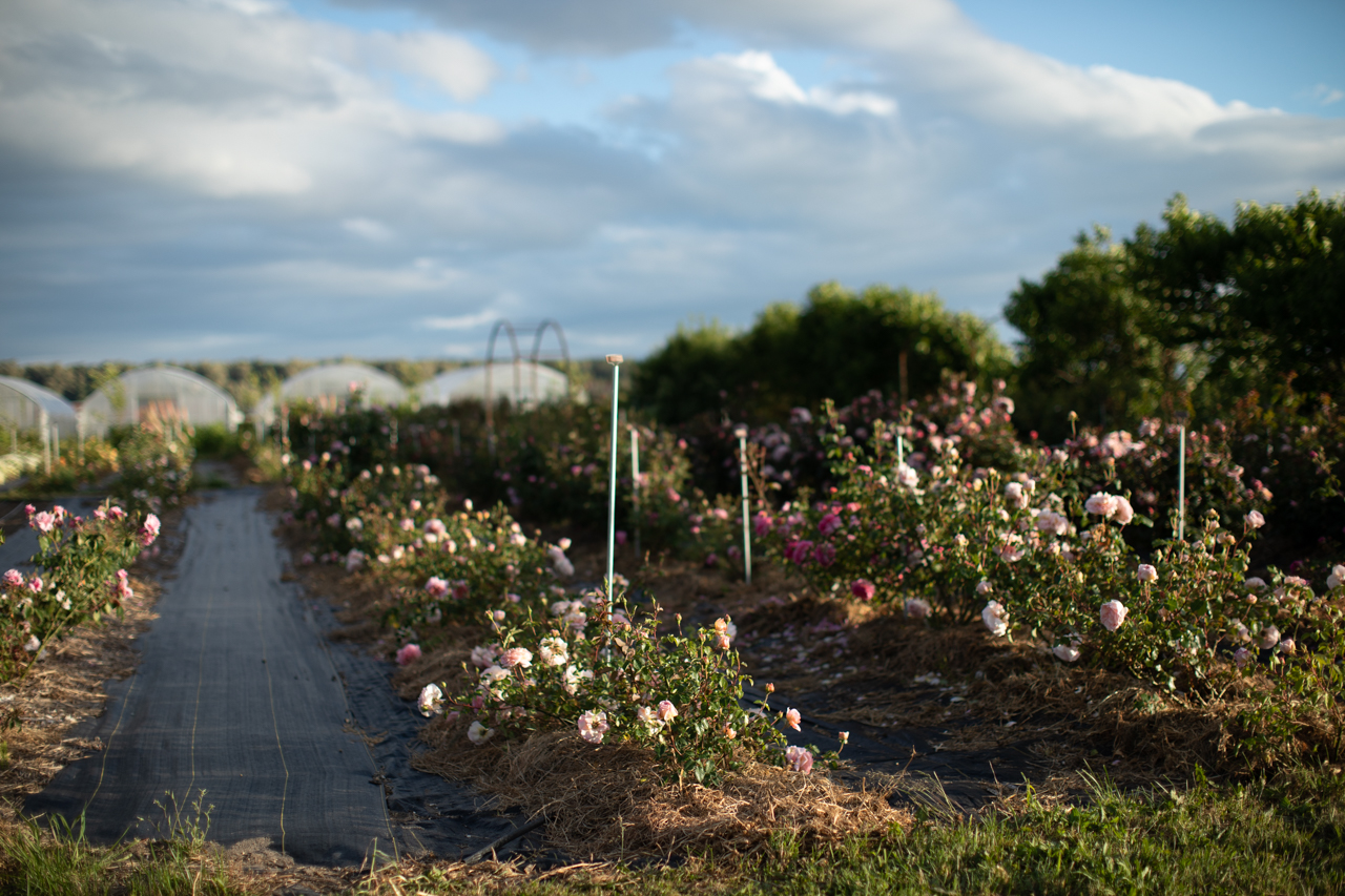 Rows of roses at Floret Farm