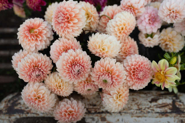 Closeup of Floret breeding dahlias