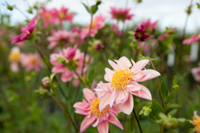 Floret breeding dahlia growing in the field