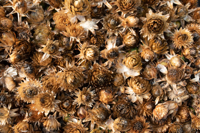 Overhead of Floret breeding dahlia seed heads