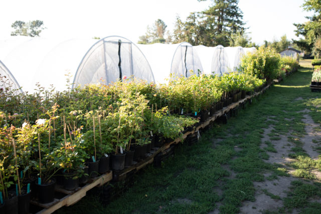 Pallets of potted roses in front of hoop houses at Floret Farm