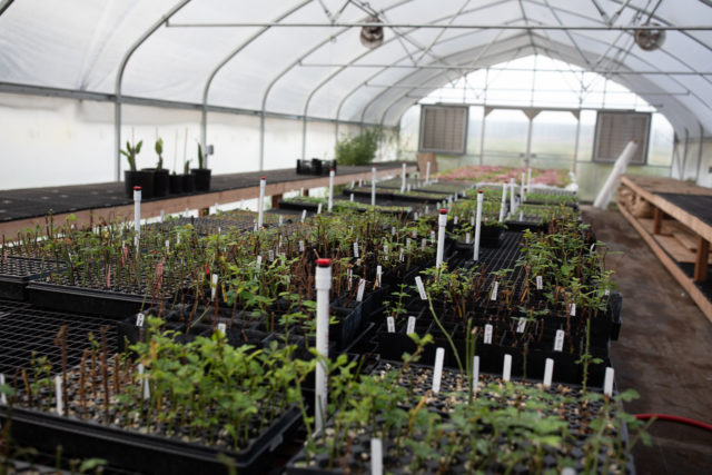 Trays of rose cuttings in a Floret greenhouse